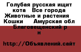 Голубая русская ищит кота - Все города Животные и растения » Кошки   . Амурская обл.,Благовещенский р-н